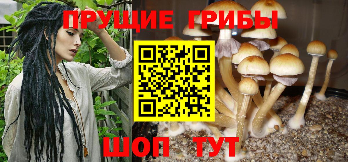 Псилоцибиновые грибы Cubensis Шарыпово